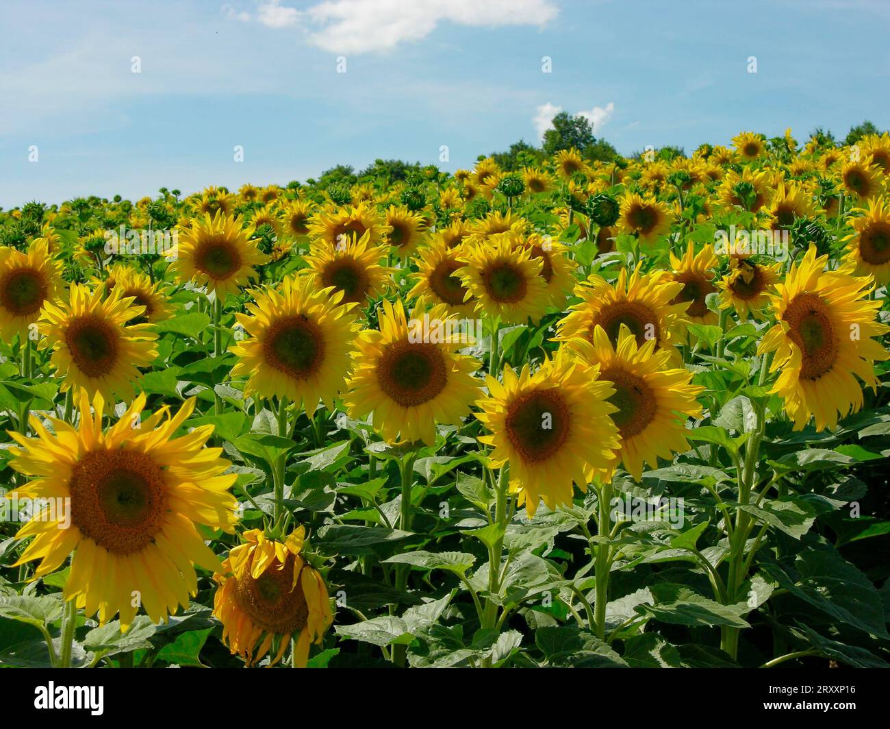 Sunflower (Helianthus annuus) Sunflower field Stock Photo - Alamy