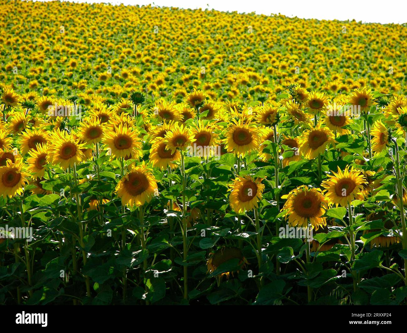 Sunflower Helianthus Annuus Sunflower Field Stock Photo Alamy sunflower-helianthus-annuus-sunflower-field-stock-photo-alamy