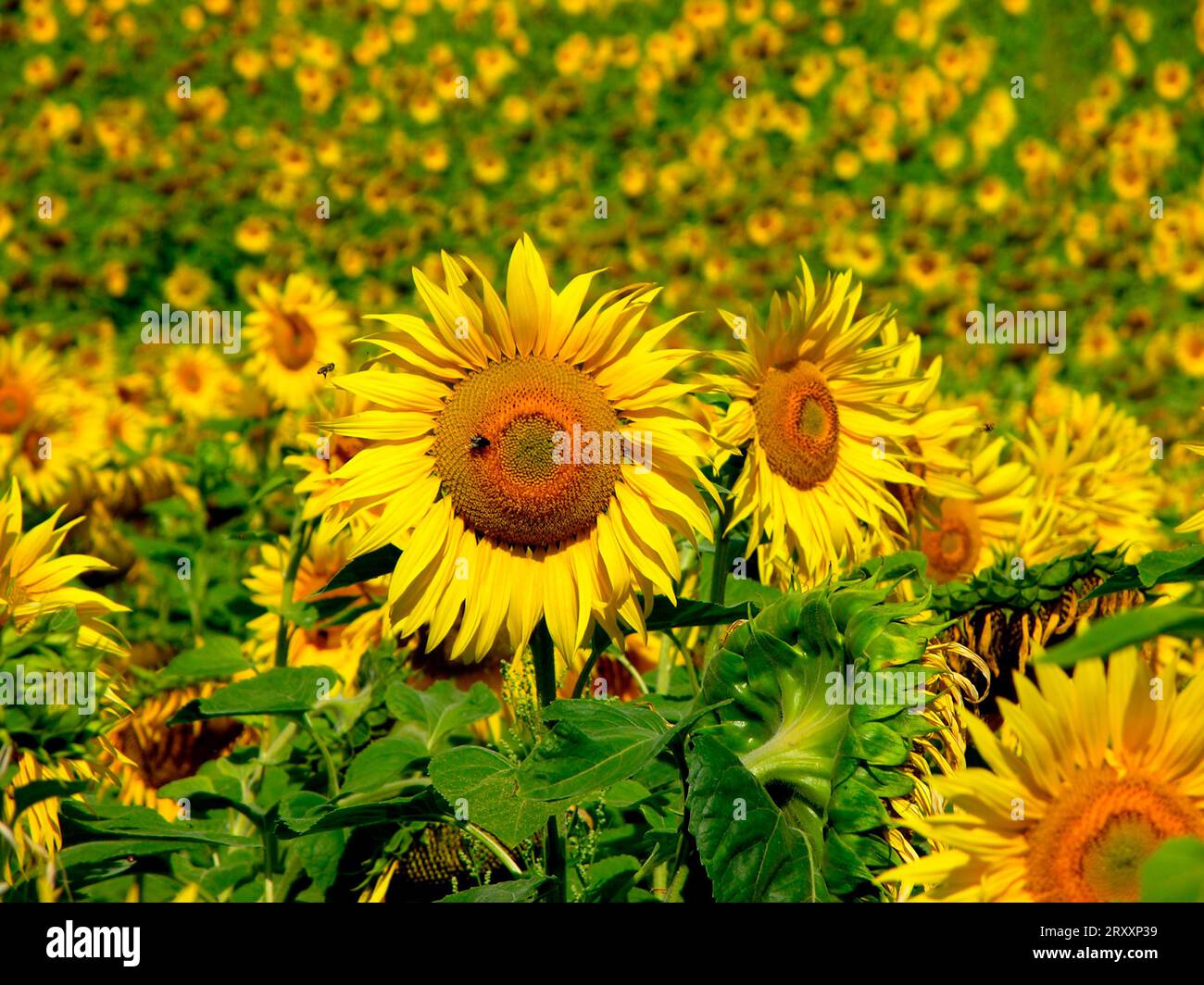 Bio Sonnenblumen-Samen 'Peredovick' – Ca. 50 Samen, Sehr Hochwachsend, Bienenweide & Schnittblume