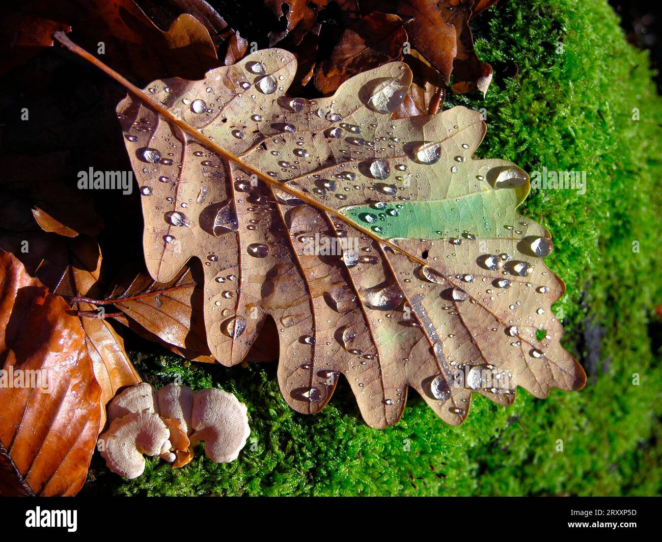Colorful autumn oak leaves hi-res stock photography and images - Alamy