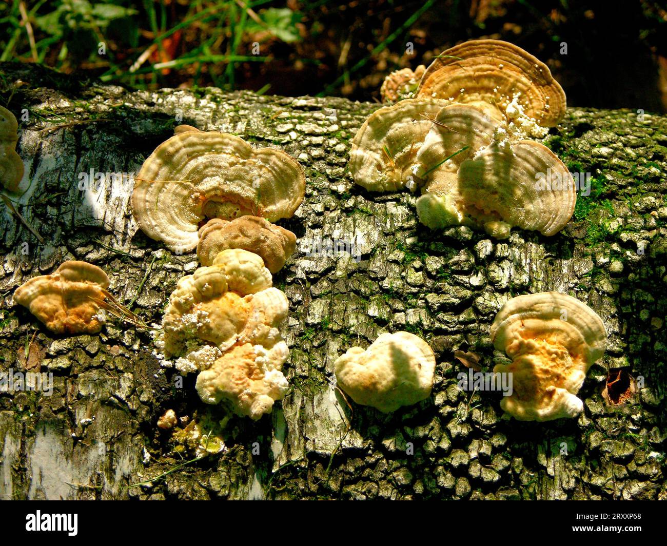 Fungus on birch hi-res stock photography and images - Alamy