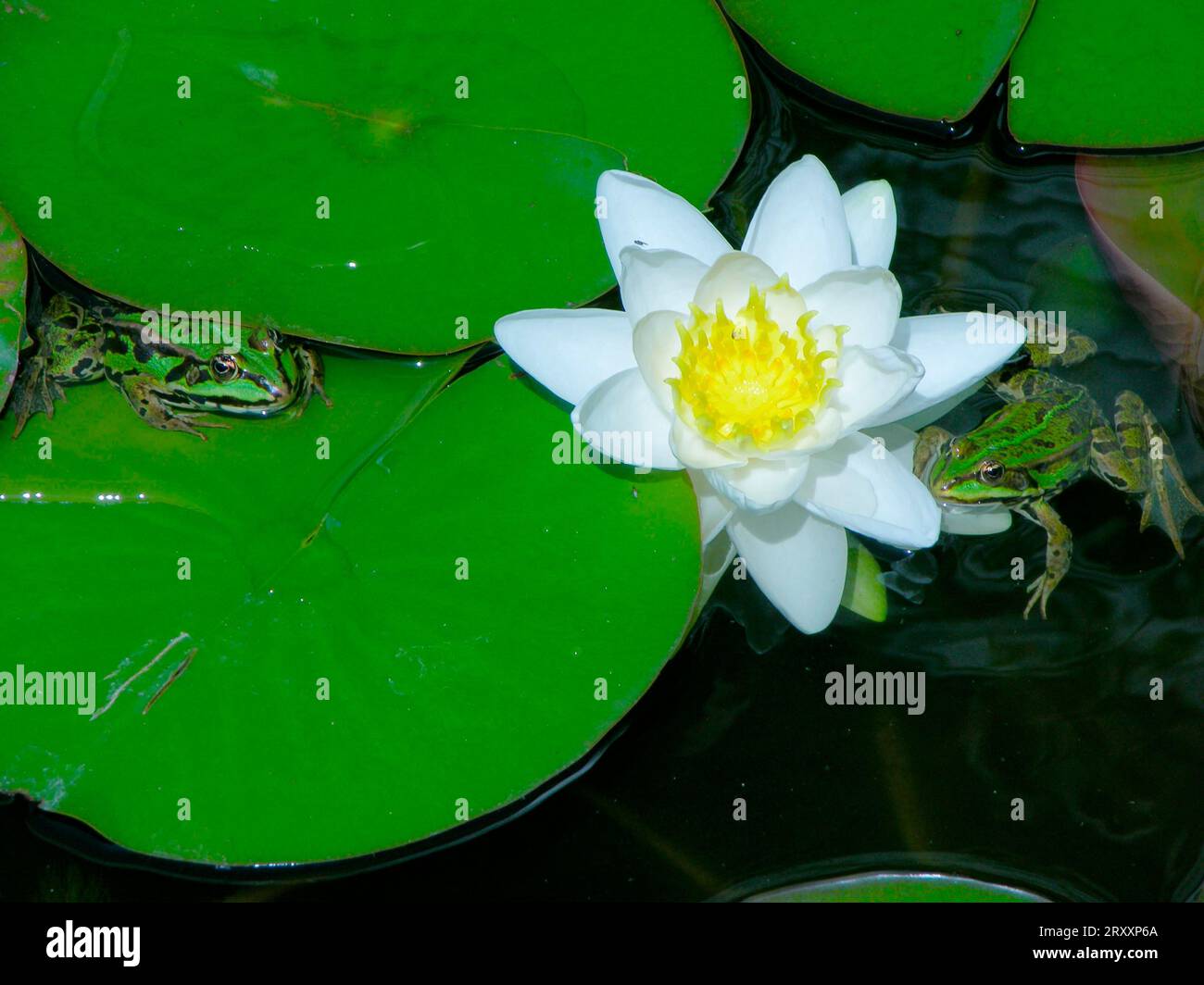 Frogs and lilies hires stock photography and images Alamy