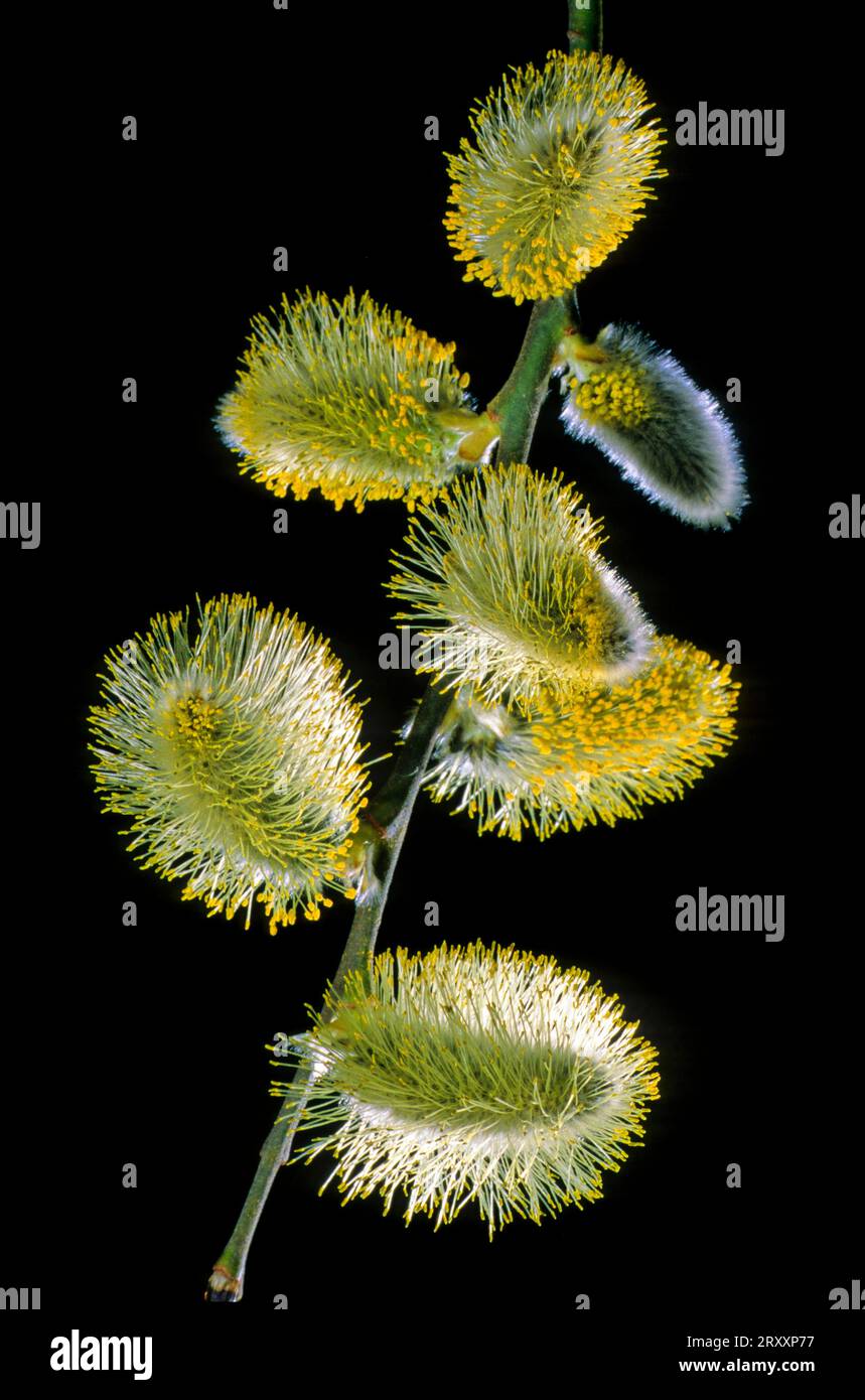 Flowering willow catkins poplar (Populus) Stock Photo