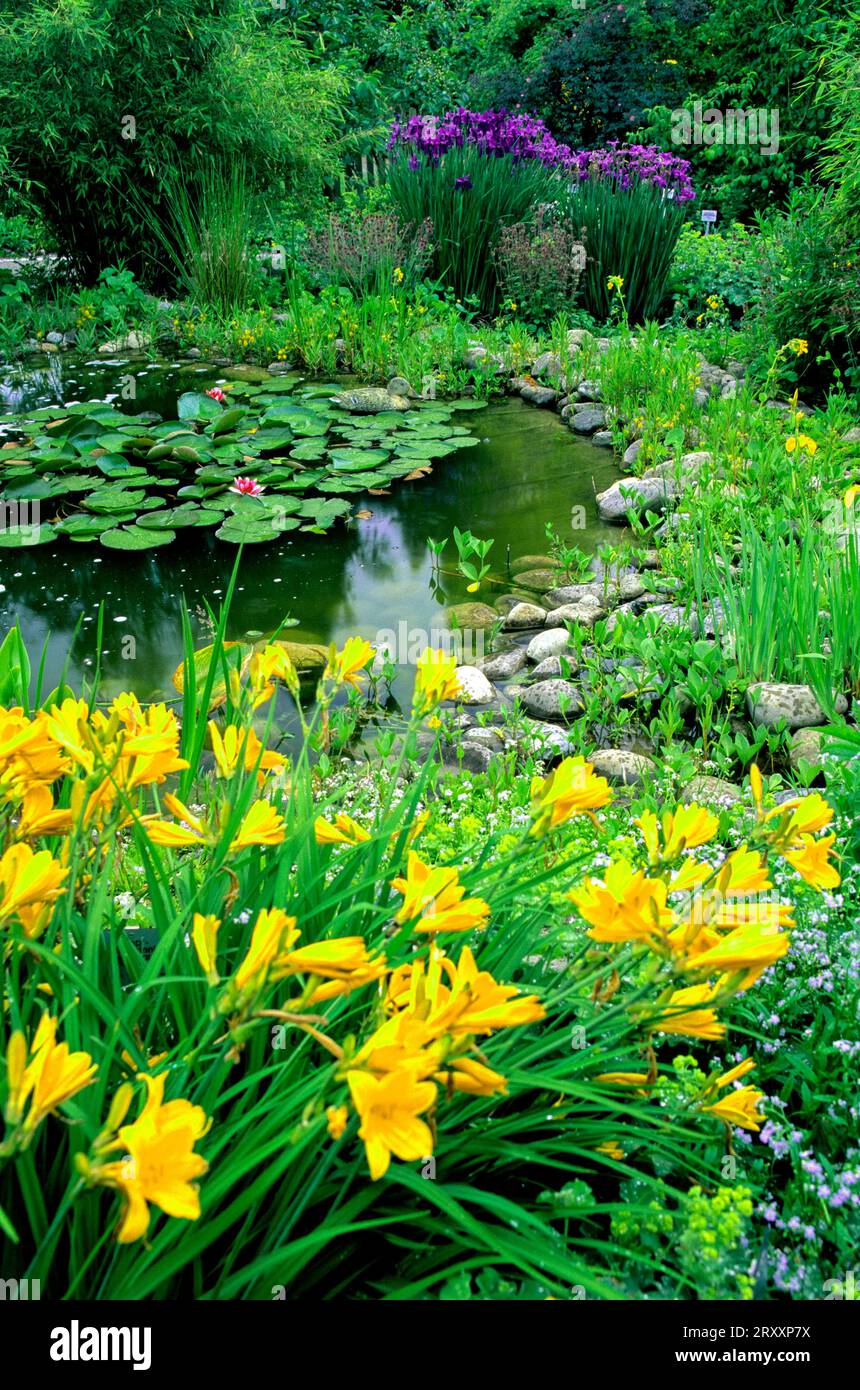 garden-pond-with-irises-yellow-flag-iris-pseudacorus-stock-photo