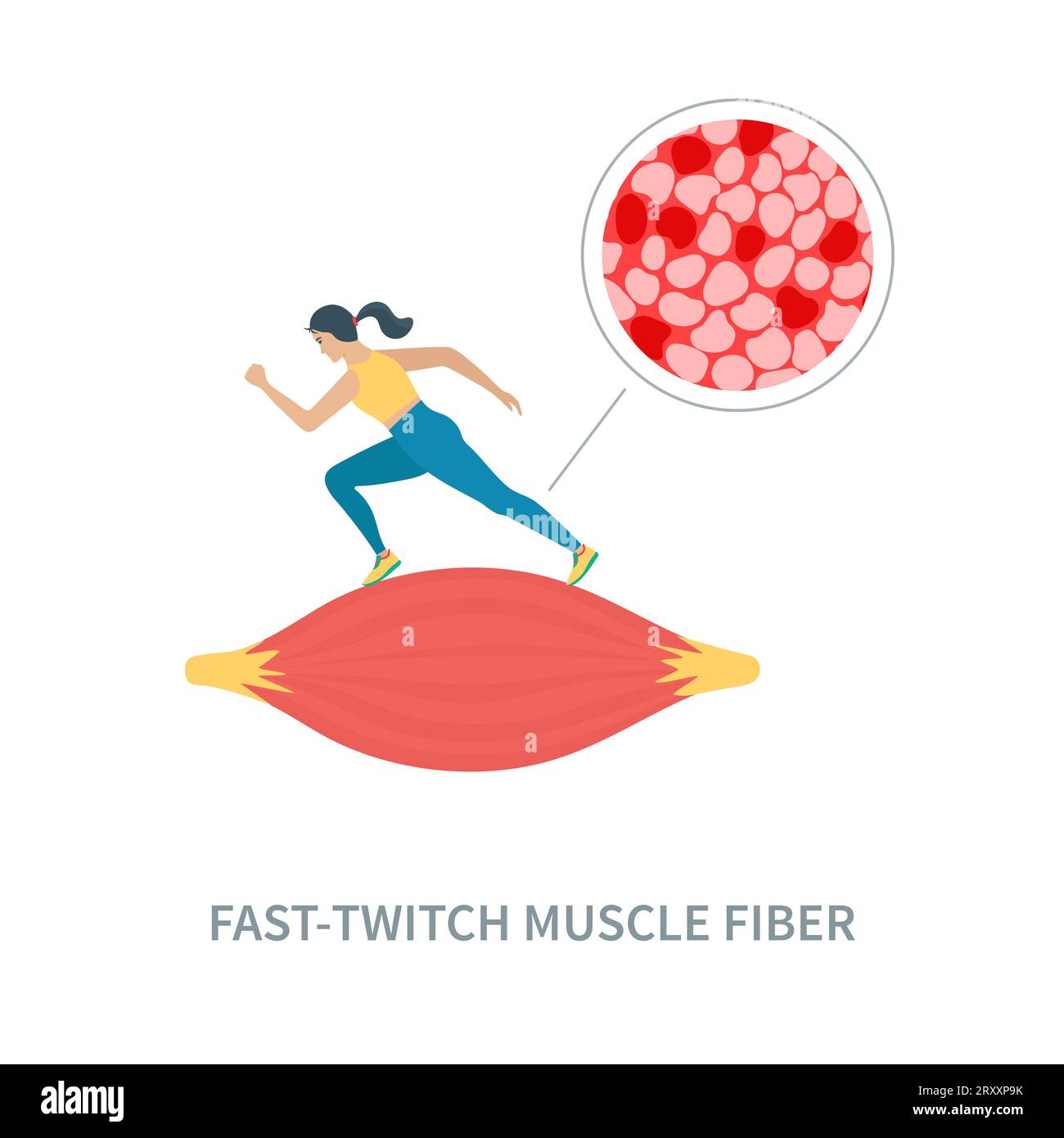 Fast twitch white muscle fiber type illustration Stock Vector