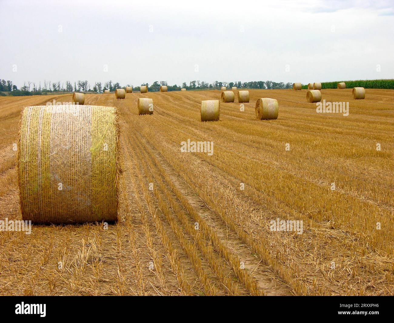 Straw bales in the stubble field Stock Photo - Alamy