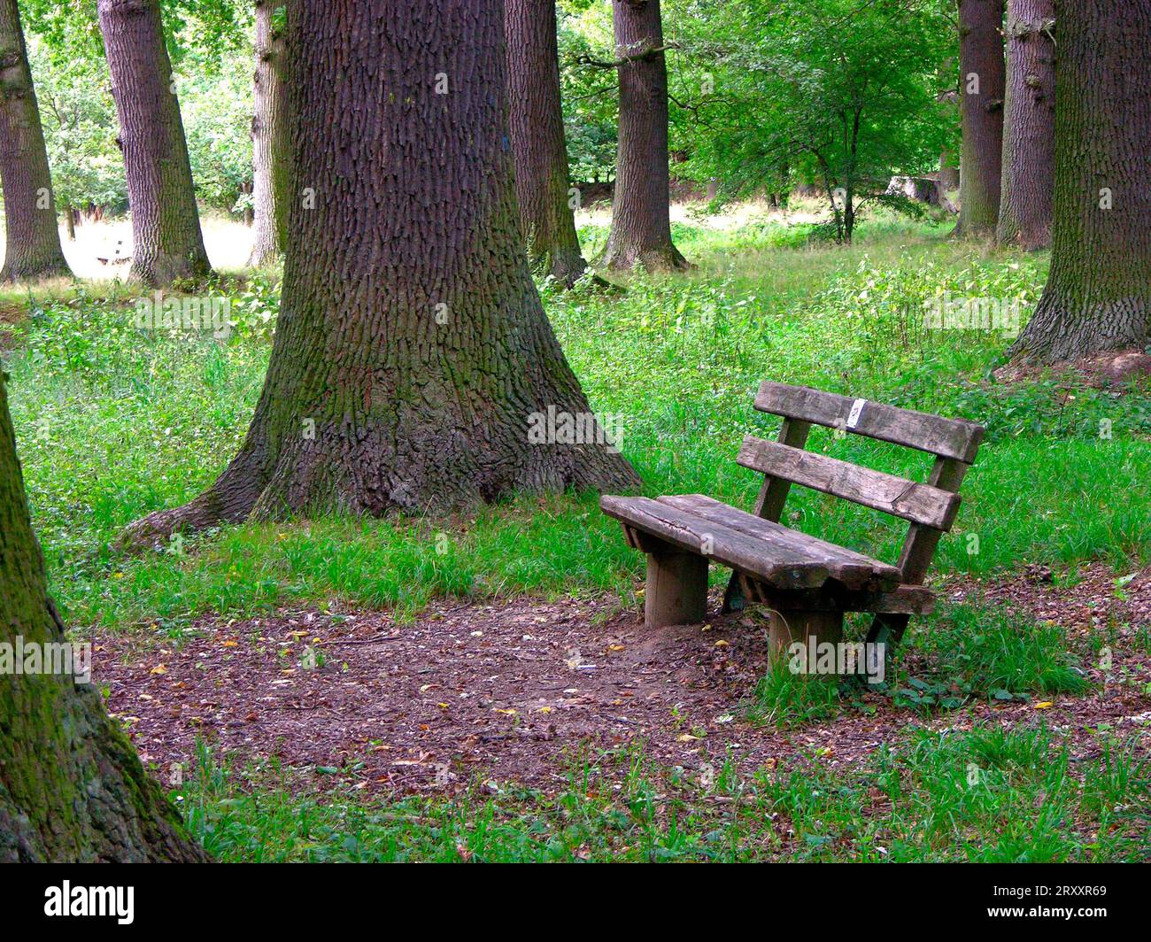 Bench in the forest oak forest, oak tree in Stuttgart-Riedenberg, BW. D ...