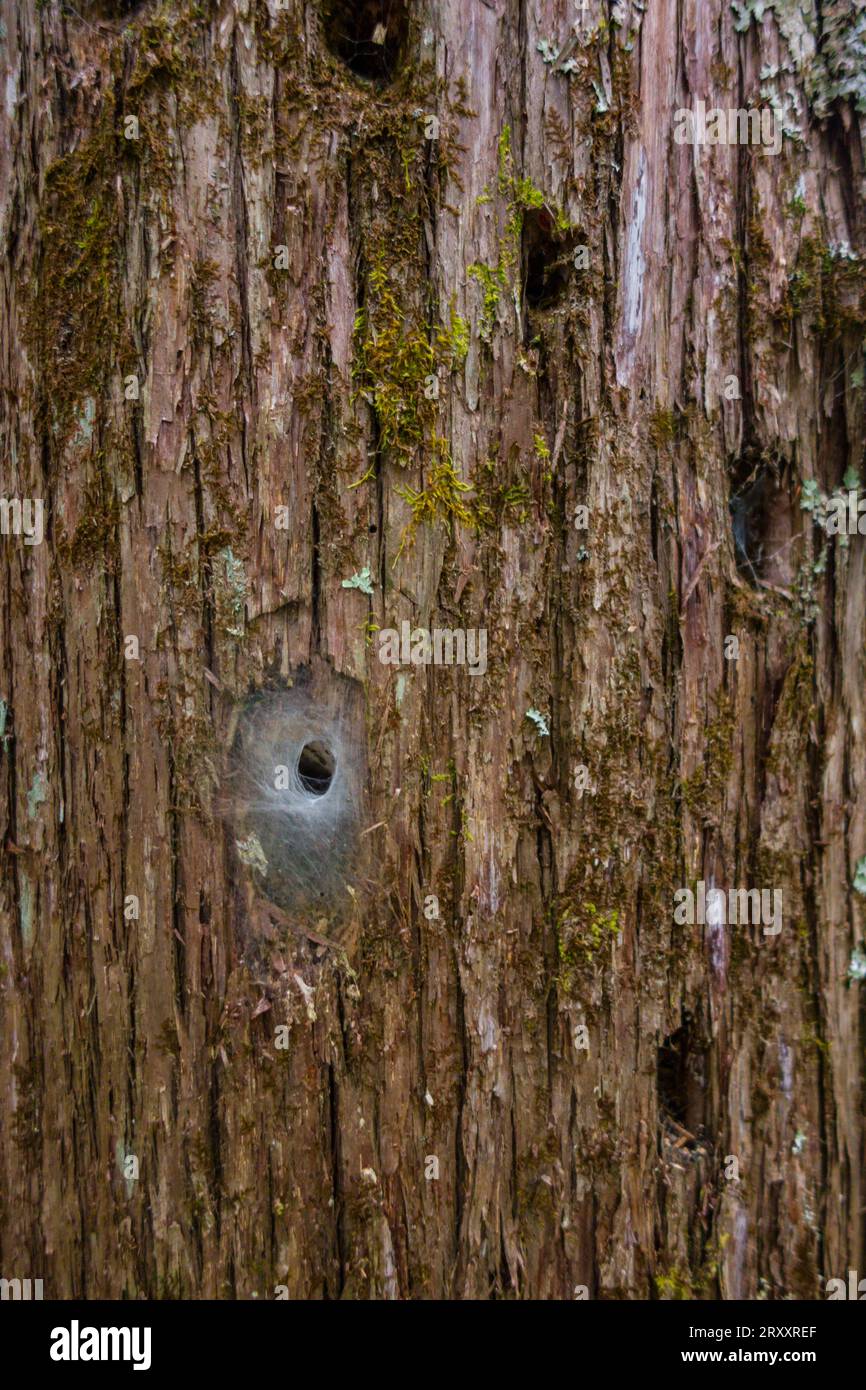 Close up picture of spiders making webs inside the wholes of a pine trees bark. Stock Photo