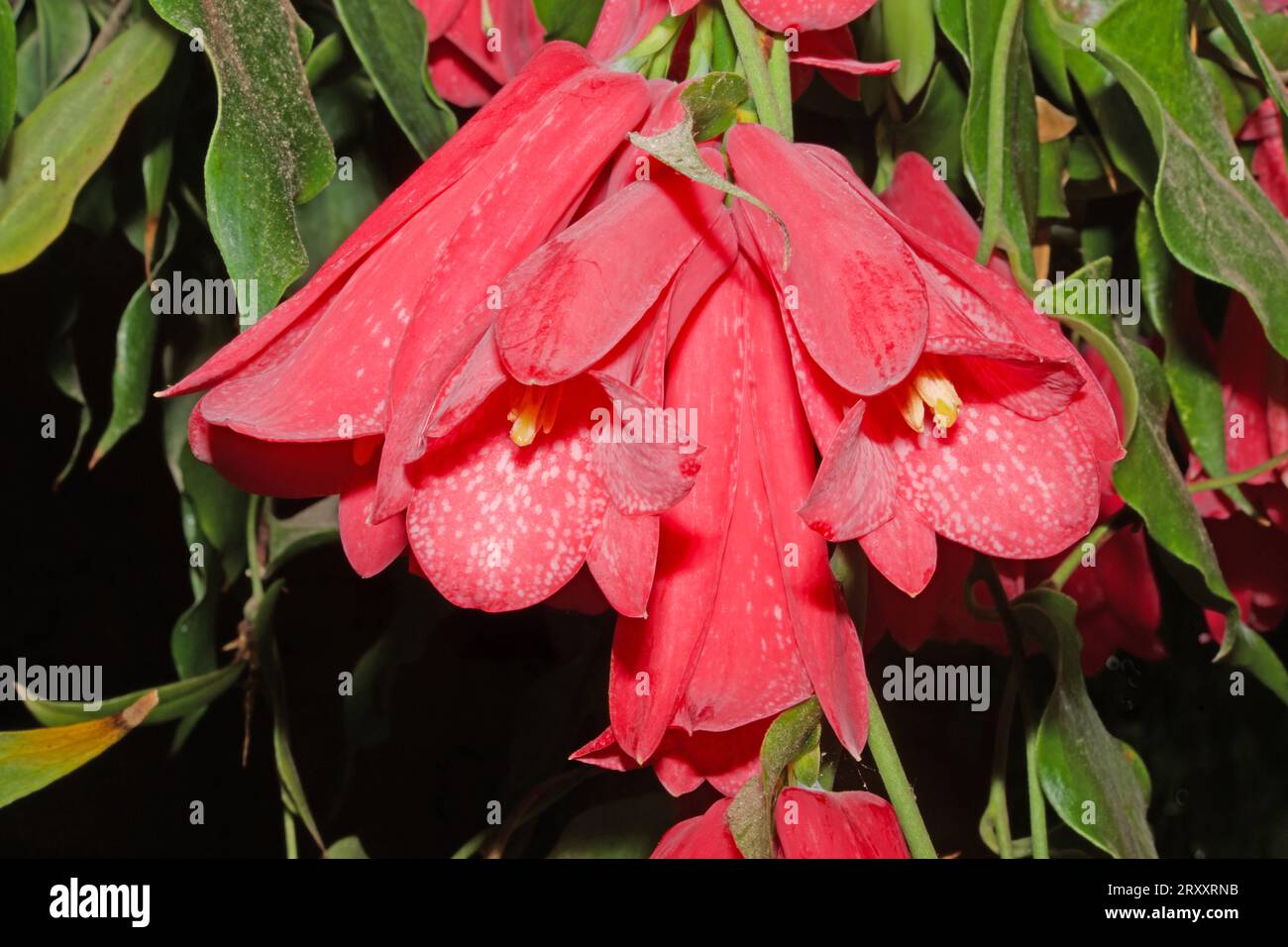 Lapageria rosea (Chilean bellflower) is endemic to Chile. It is the national flower of Chile and found in the Valdivian temperate forests. Stock Photo