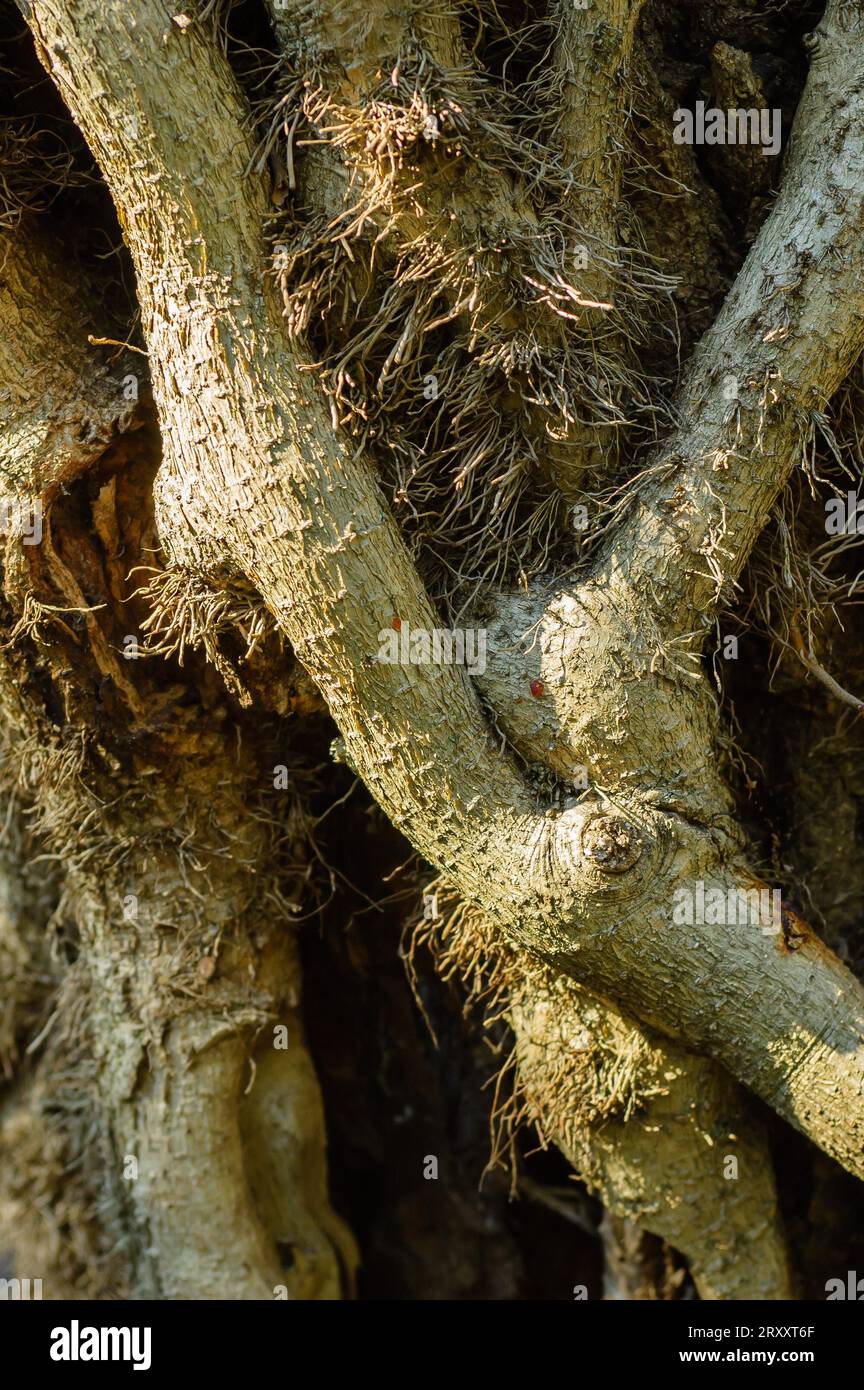 The magic of the ivy roots on a tree trunk Stock Photo