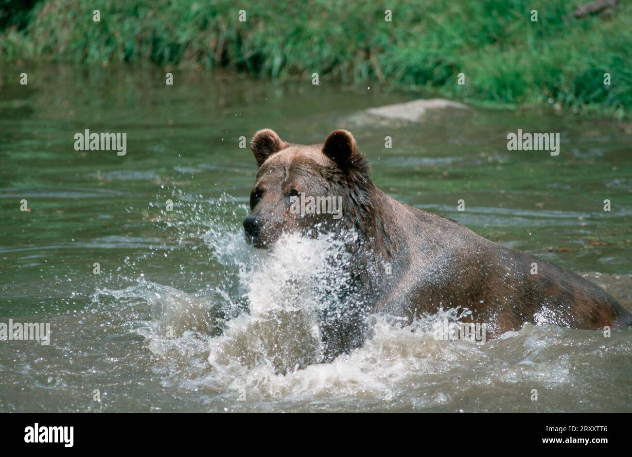 European Brown Bear (Ursus arctos) splashing, European brown bear ...