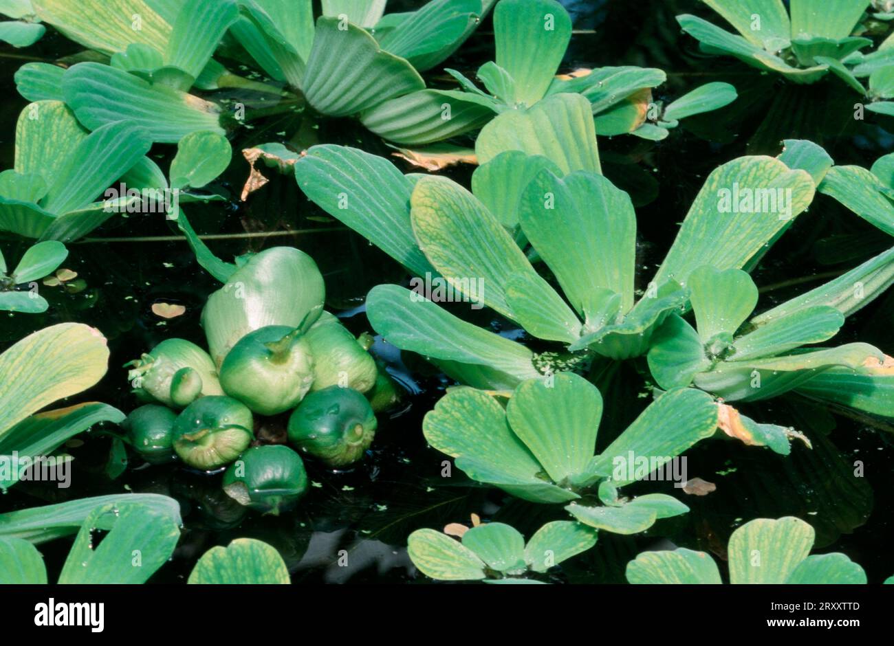 Water Lettuce, water cabbage (Pistia stratiotes), St. Lucy's Plant, Arum family, Araceae, aquatic plants, aquatic Landscape, horizontal Stock Photo