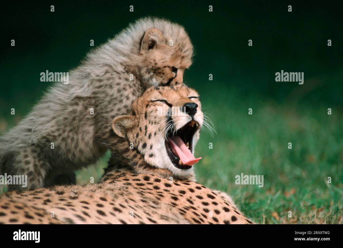 Cheetah (Acinonyx jubatus), female with young Stock Photo - Alamy