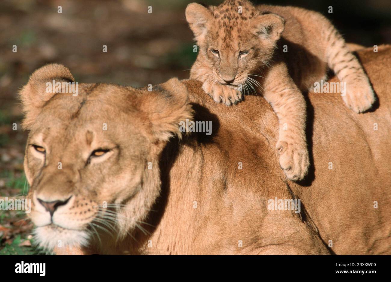 Lioness (Panthera leo) with cub Stock Photo - Alamy