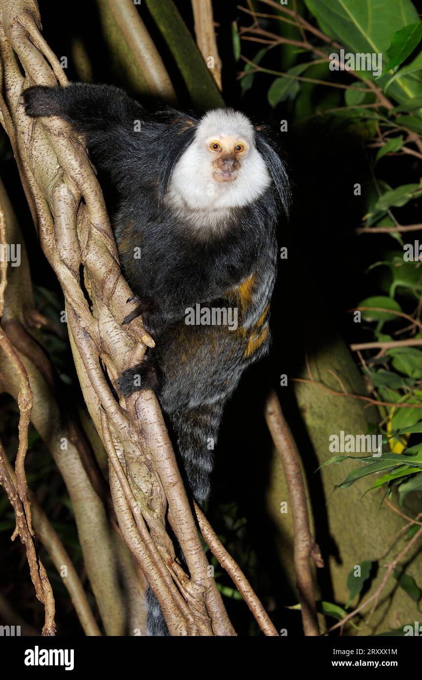 White-faced Marmoset (Callithrix jacchus geoffroyi), White-faced Marmoset, Geoffroy's Brush Monkey, Geoffroy's Marmoset Stock Photo