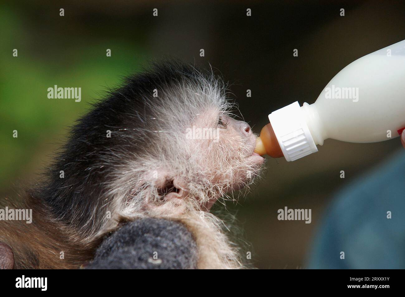 Young Brown Capuchin (Cebus apella) Monkey, hand reared Stock Photo