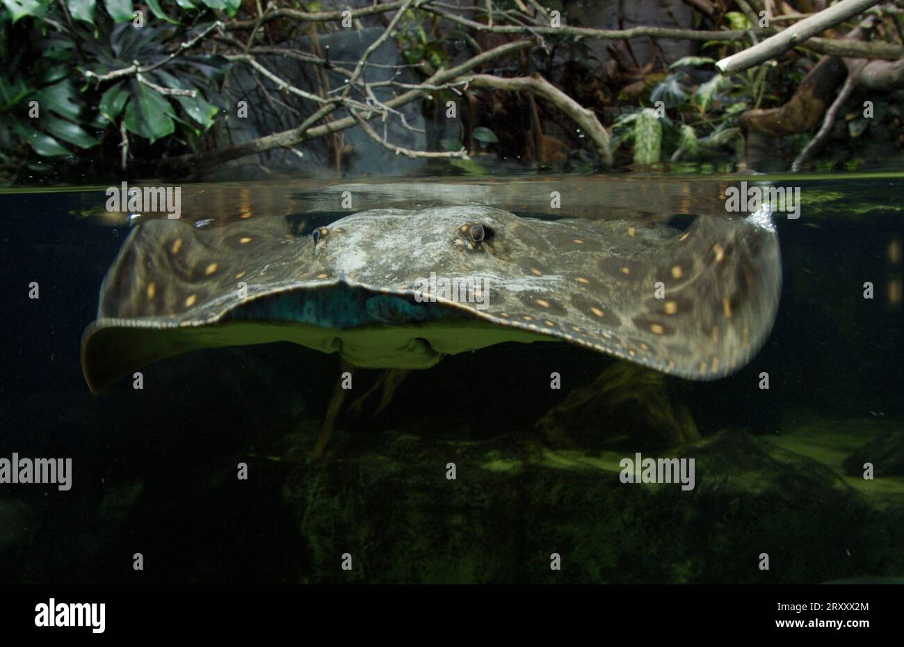 Ocellated Freshwater Stingray (Potamotrygon motoro) Stock Photo