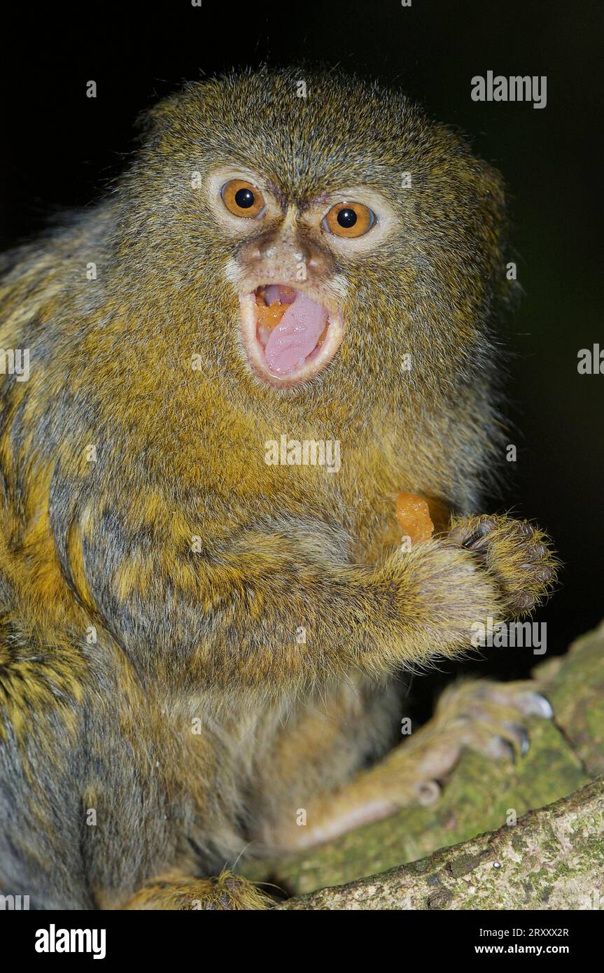 Pygmy marmoset (Cebuella pygmaea) Stock Photo