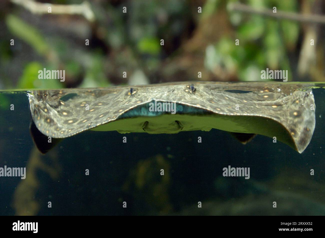 Ocellate river stingray (Potamotrygon motoro), freshwater stingray, freshwater stingray Stock Photo
