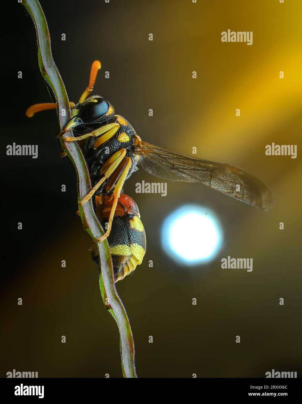 Wasp macro photography Stock Photo