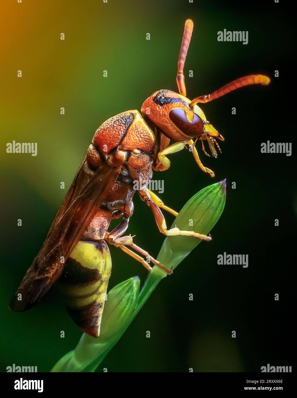 Wasp macro photography Stock Photo