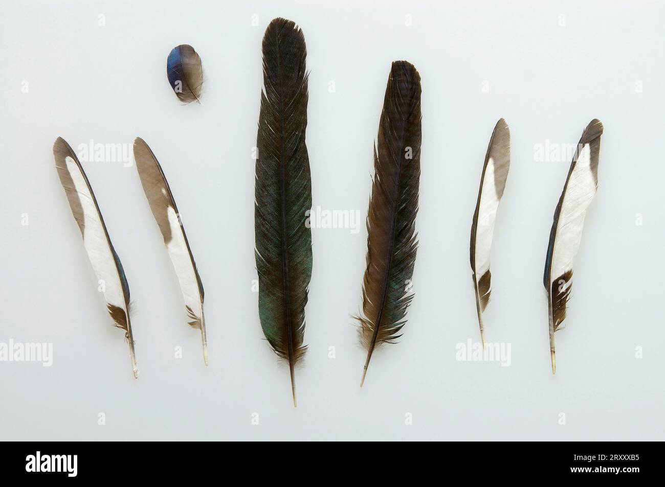  European magpie (Pica pica), feathers Stock Photo - Alamy Bildidee 