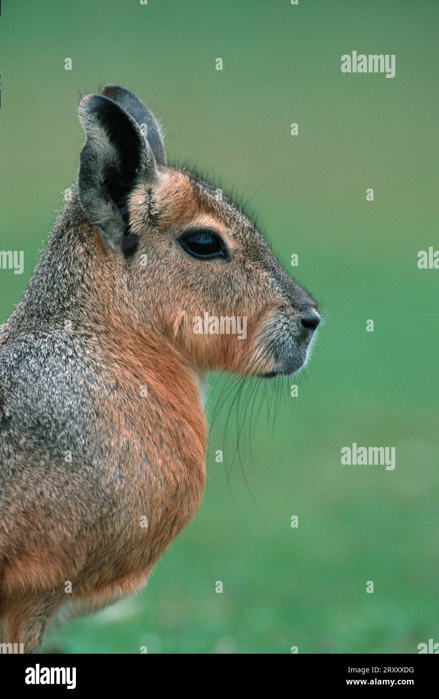Patagonian mara head hi-res stock photography and images - Alamy
