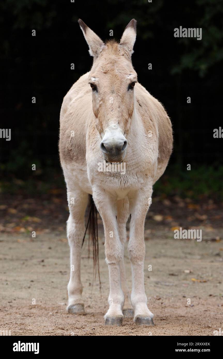Kulan (Equus hemionus kulan Stock Photo - Alamy