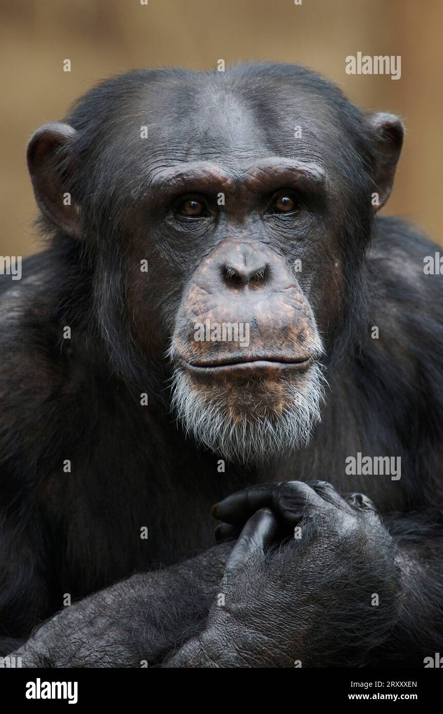 Dominant chimpanzee hi-res stock photography and images - Alamy