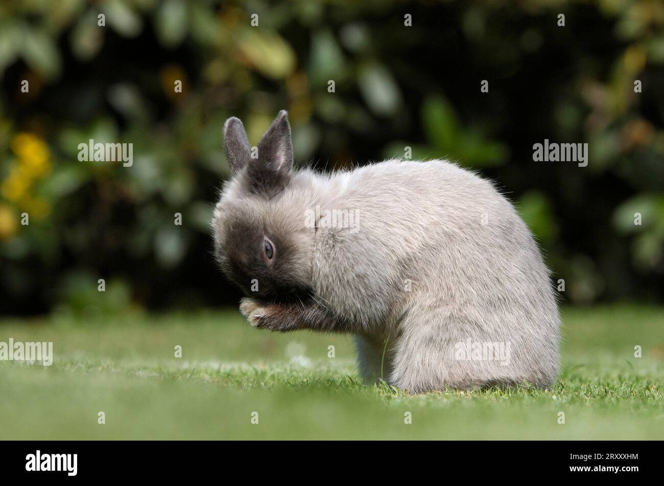 Dwarf Rabbit, dwarf rabbit, colour dwarf marten blue, rabbit, domestic