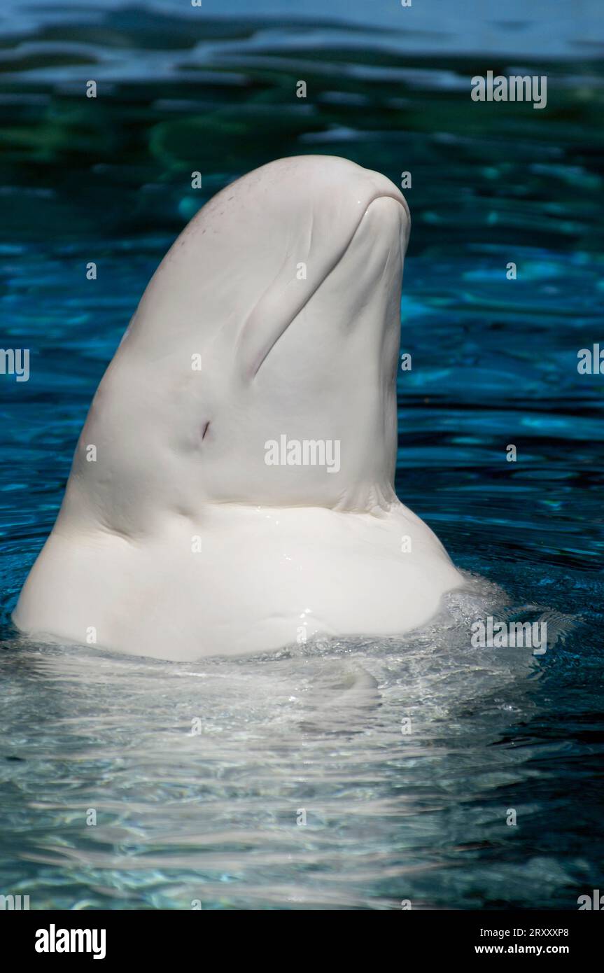 Adult beluga whales delphinapterus leucas hi-res stock photography and ...