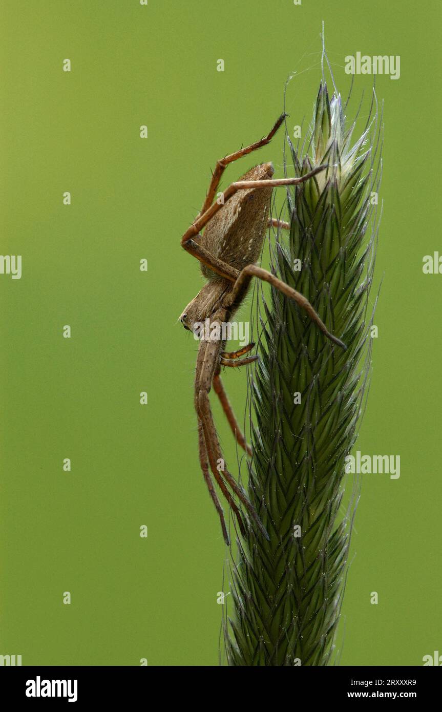 Fantastic fishing spider, nursery web spider (Pisaura mirabilis), Germany Stock Photo