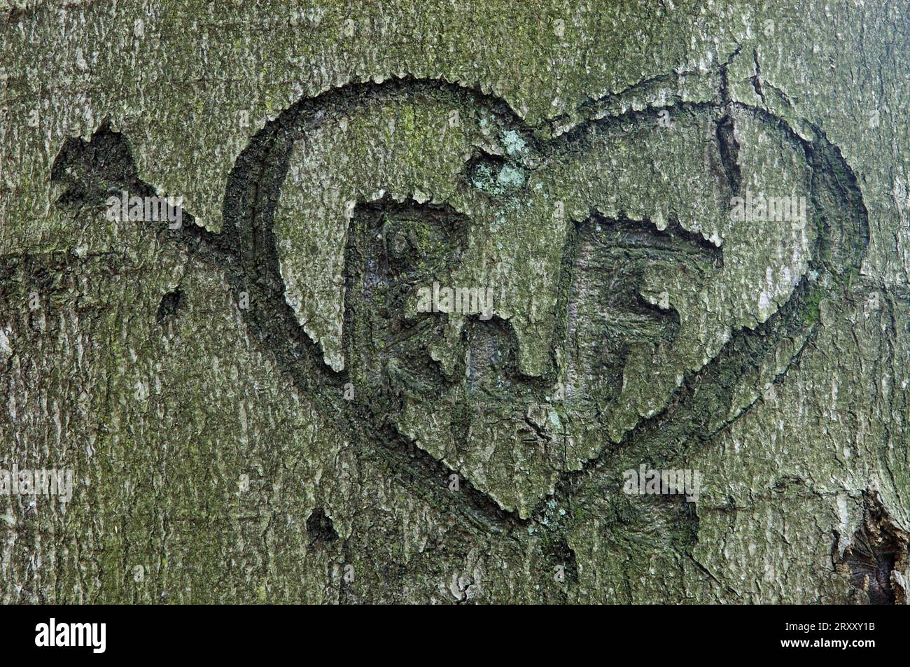 Heart carved into beech trunk, common beech (Fagus sylvatica), Germany Stock Photo