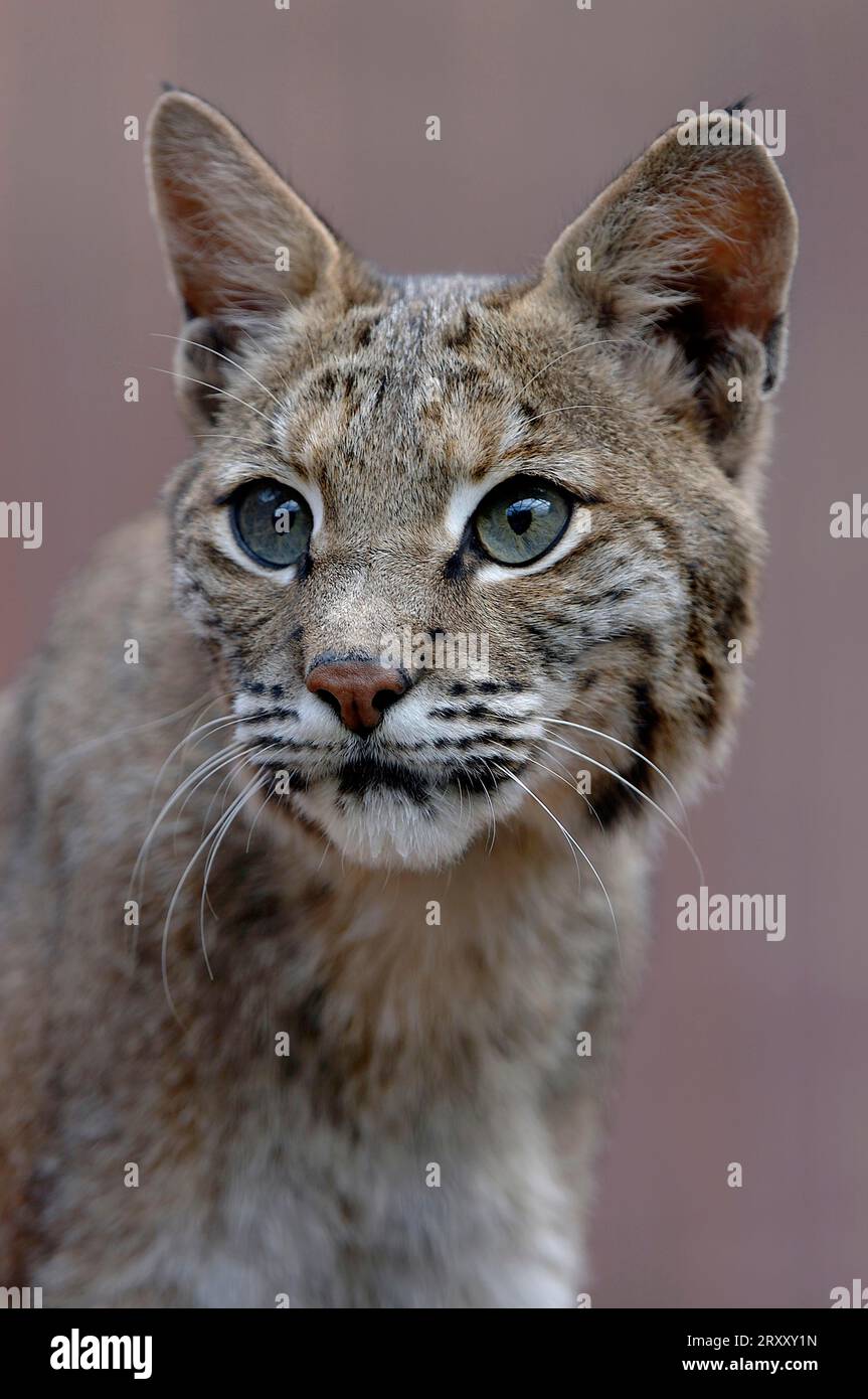 Linx Rufus Bobcat (Lynx rufus Stock Photo - Alamy
