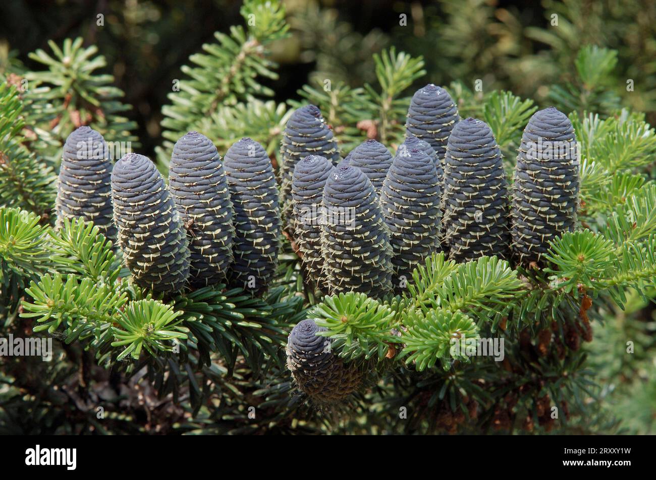 Korean fir (Abies koreana), branch with cones Stock Photo