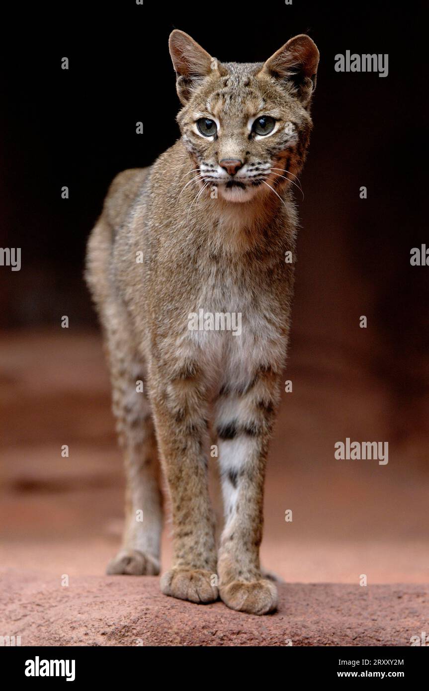 Linx Rufus Bobcat (Lynx rufus Stock Photo - Alamy