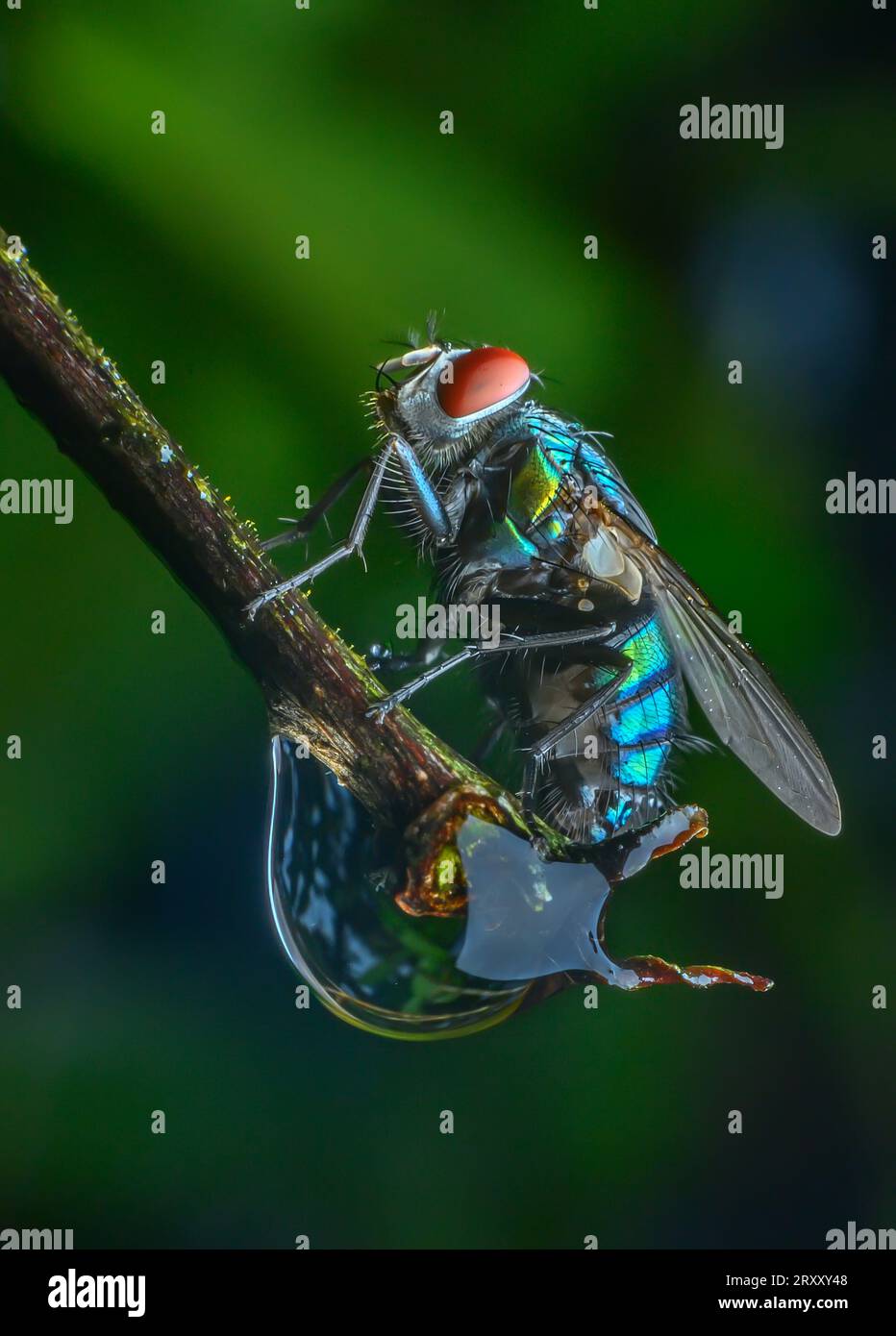 Extreme Close up Macro Shot of Fly, Compound Eye, Detailed Image Stock Photo