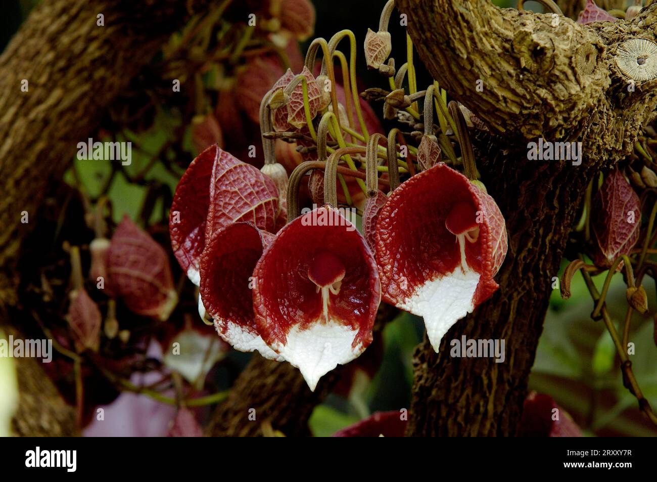 Aristolochia (Aristolochia arborea) Stock Photo