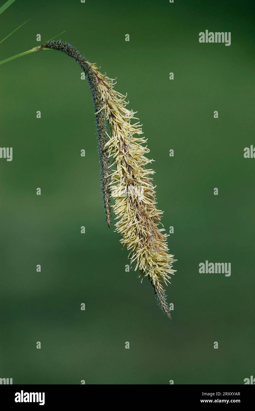 Tall hanging (Carex pendula) sedge, North Rhine-Westphalia, Germany Stock Photo