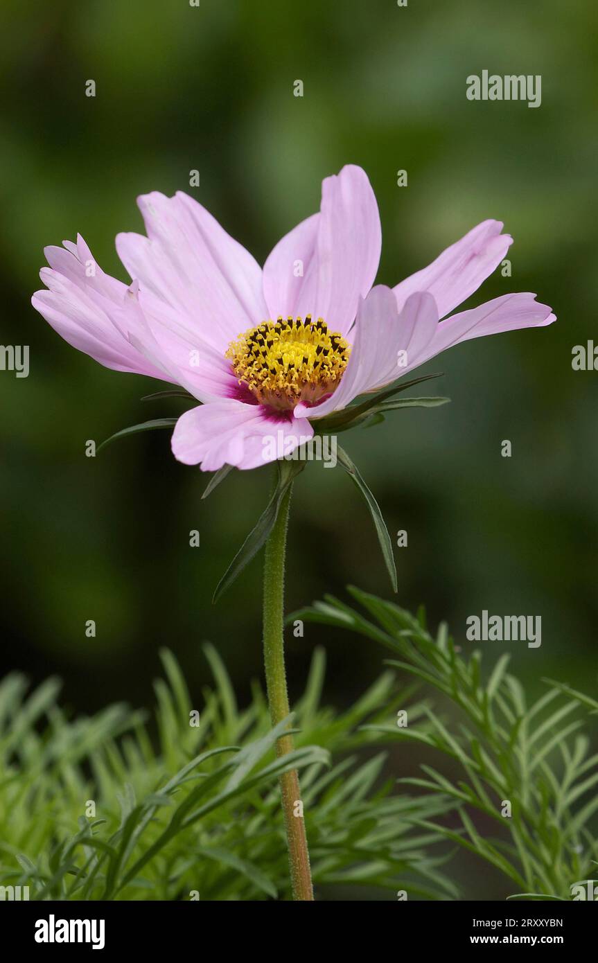 Cosmea (Cosmos bipinnatus Stock Photo - Alamy