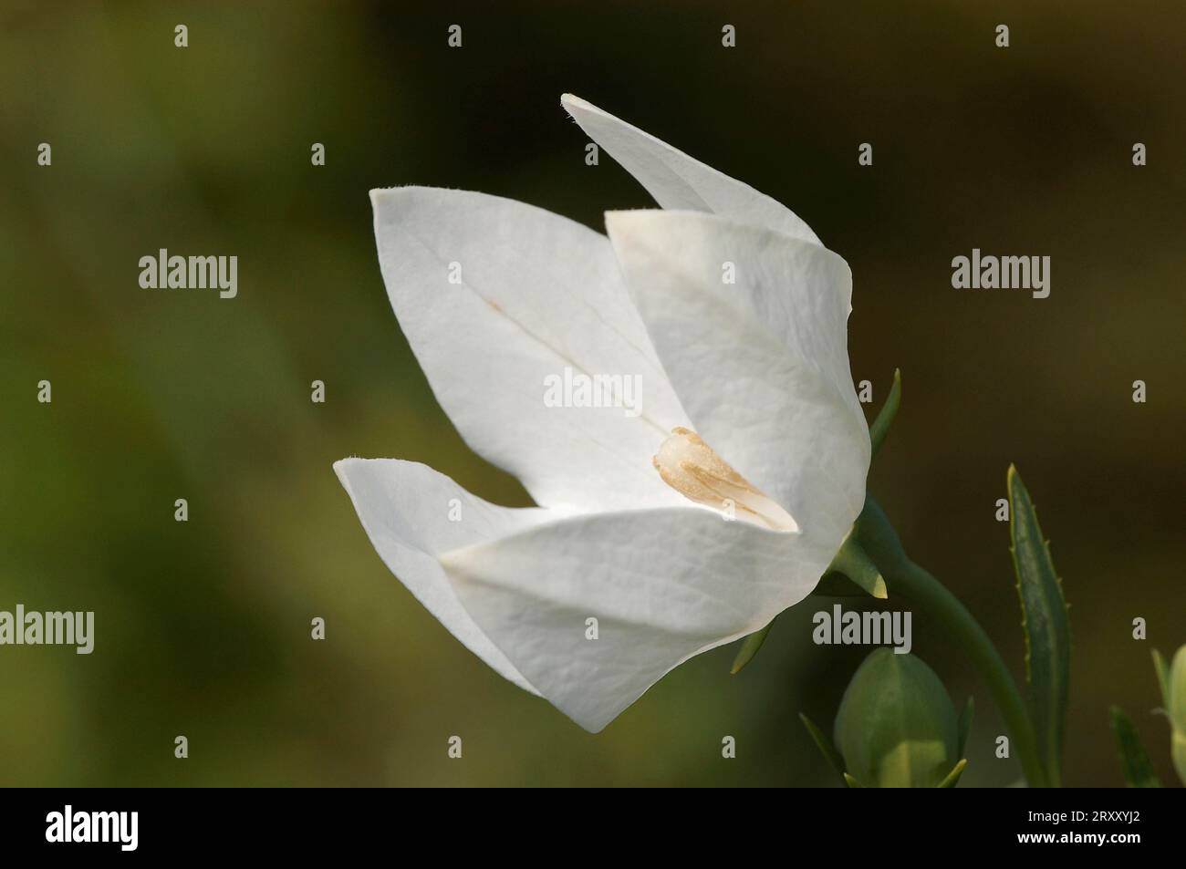 Balloon Flower (Platycodon grandiflorus) 'Album', blossom Stock Photo