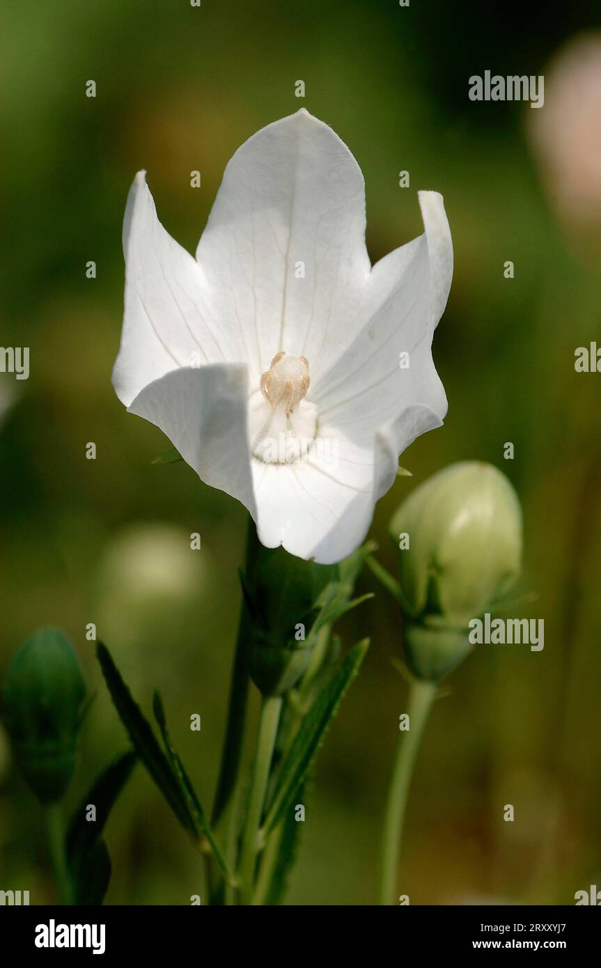 Balloon Flower (Platycodon grandiflorus) 'Album', blossom Stock Photo