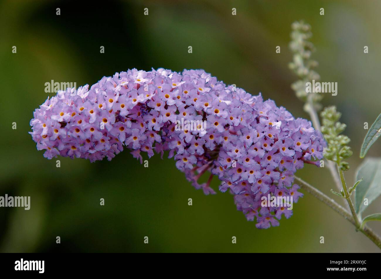 Butterfly-bush (Buddleja davidii Stock Photo - Alamy