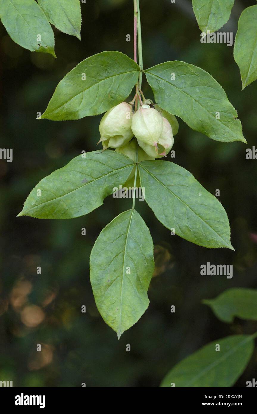 Bladder Nut (Staphylea pinnata) Stock Photo