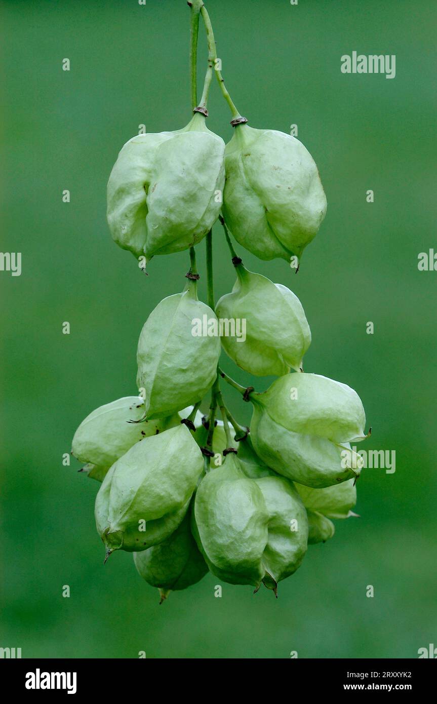 Bladder Nut (Staphylea pinnata) Stock Photo