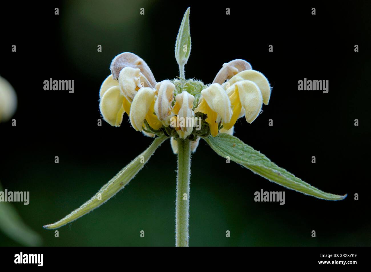 Jerusalem Sage (Phlomis samia) (Phlomis russeliana) Stock Photo