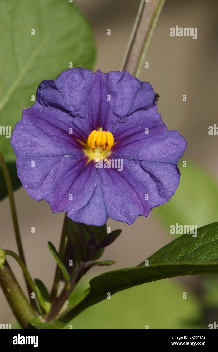 Blue blue potato bush (Solanum rantonnetii) Stock Photo