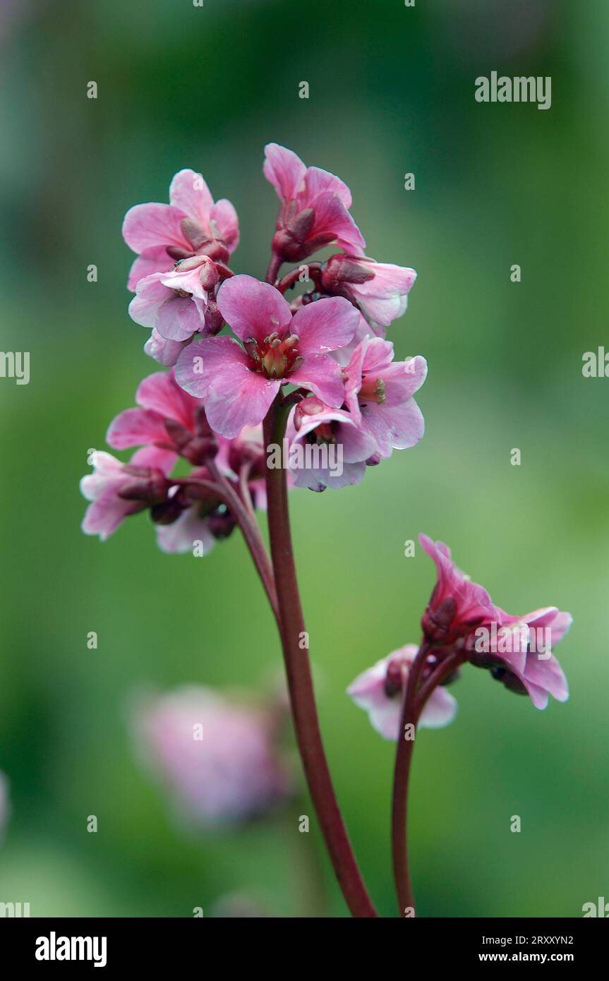 Bergenia (Bergenia cordifolia) Stock Photo