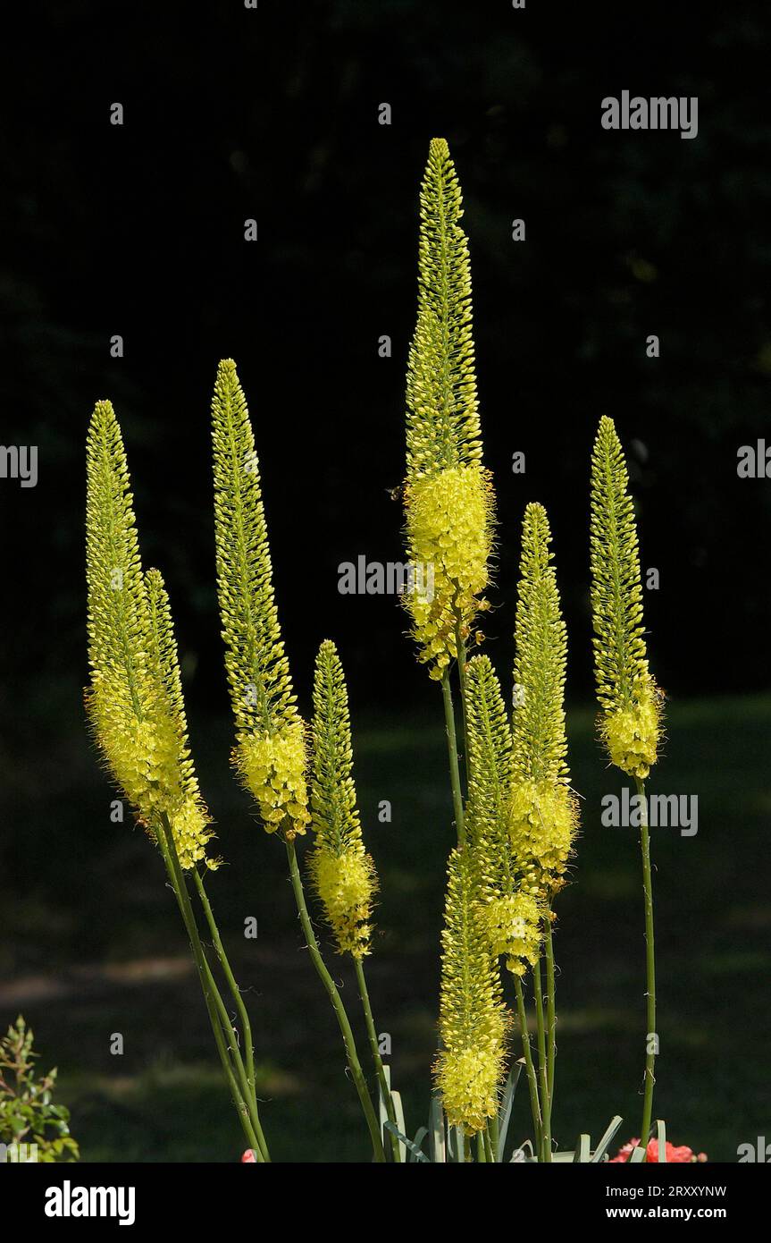 Foxtail Lily (Eremurus stenophyllus) Stock Photo