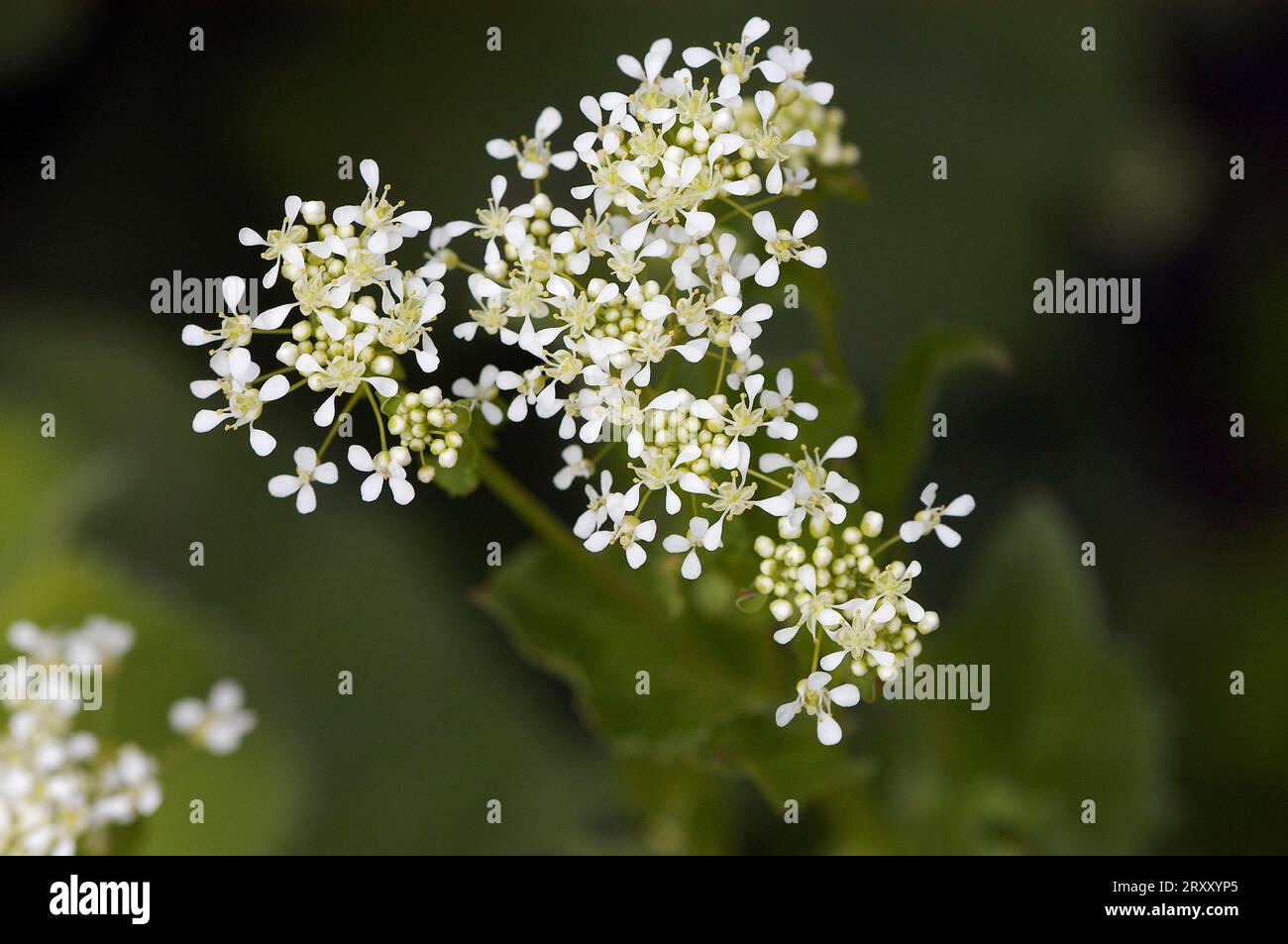 Hot whitetop (Cardaria draba), North Rhine-Westphalia, Germany Stock Photo
